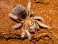 Aphonopelma_chalcodes_01