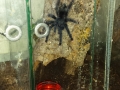 Avicularia azuraklaasi 0.1