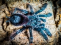 Avicularia azuraklaasi 1