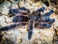Avicularia diversipes 2