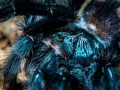 Avicularia geroldi 12
