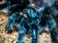 Avicularia geroldi 15