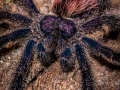Avicularia huriana 5