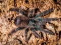 Avicularia kwittara 6