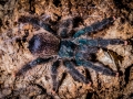 Avicularia kwittara 7