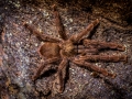 Avicularia laeta 5