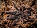 Avicularia metallica 7