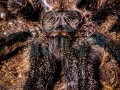 Avicularia metallica 8
