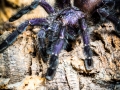 Avicularia purpurea 5