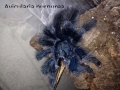 Avicularia_ purpurea_01