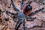 Avicularia spec. amazonica 1