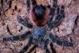 Avicularia spec. amazonica 2