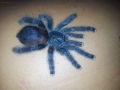 Avicularia_spec_guayana_01