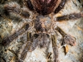 Avicularia urticans 6