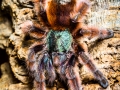 Avicularia versicolor 3