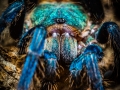 Chromatopelma cyanopubescens 10