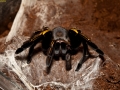 Ephebopus_murinus_02
