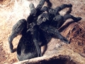 Grammostola_pulchra_02