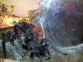 Grammostola_pulchra_03