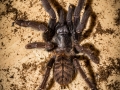 Lampropelma spec. borneo black 6