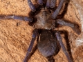 Lampropelma_violaceopes_01