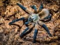 Monocentropus balfouri 6
