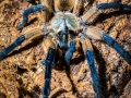 Monocentropus balfouri 8