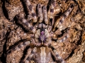 Poecilotheria formosa 5