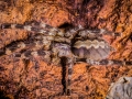 Poecilotheria hanumavilasumica 6