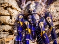 Poecilotheria metallica 7