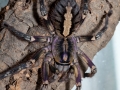 P_ornata_01