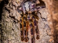 Poecilotheria ornata 2