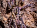 Poecilotheria ornata 4