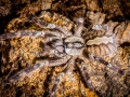 Poecilotheria smithi 1