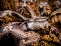 Poecilotheria smithi 2