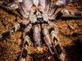 Poecilotheria smithi 4