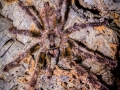 Poecilotheria striata 5