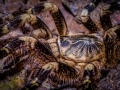 Poecilotheria subfusca 3