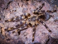 Poecilotheria subfusca 5
