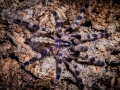 Poecilotheria tigrinawesseli 3