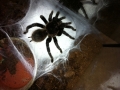 X. immanis 16.05.13