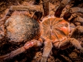 Xenesthis spec. terribilis 5