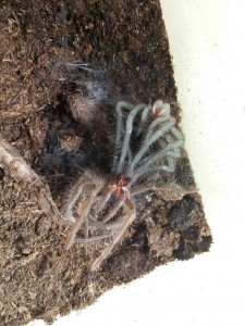 Frische  Häutung  einer X. immanis